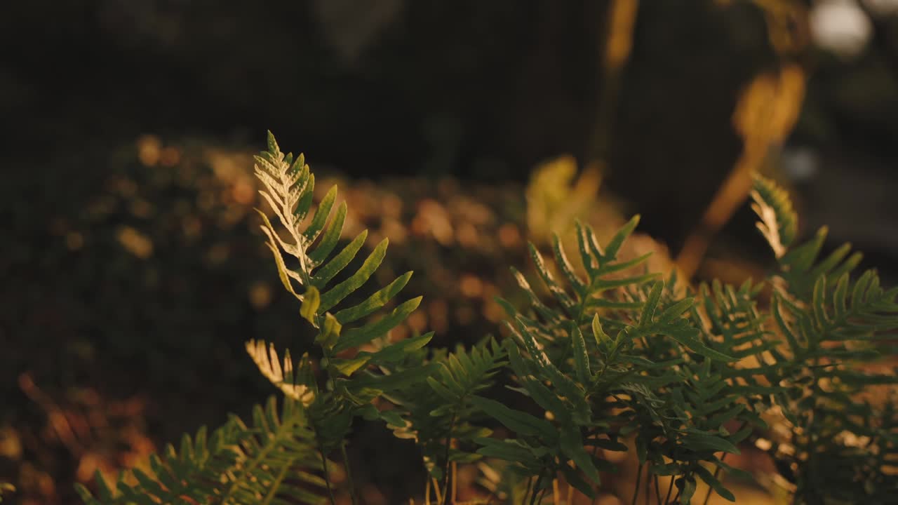Delicate fronde di felce illuminate dolcemente da una tenue luce dorata
