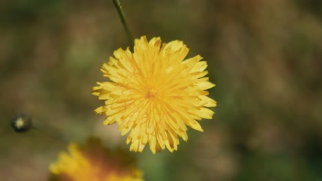 yellow bright flower close up with blurred background