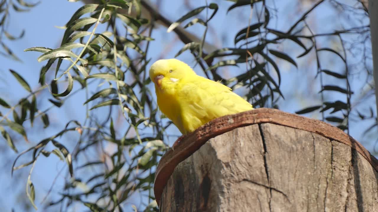 Periquito amarillo posado sobre un tocón