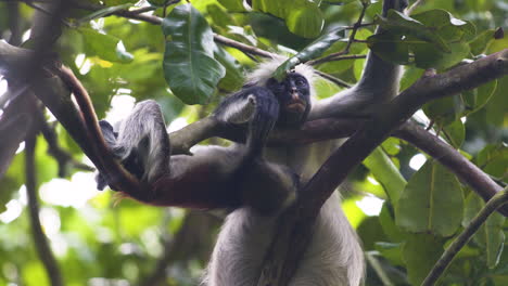 red colobus monkey baby hanging upside down on branch next to mother