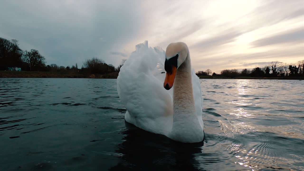 tiro de cámara lenta de ángulo bajo y cercano sobre la superficie del agua de un cisne mudo como flotando que atacando, mordiendo la cámara