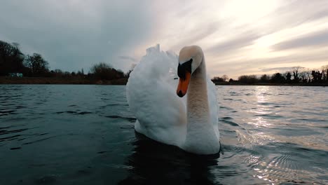 close, low angle slow motion shot over the water surface of a mute swan as floating than attacking, biting the camera