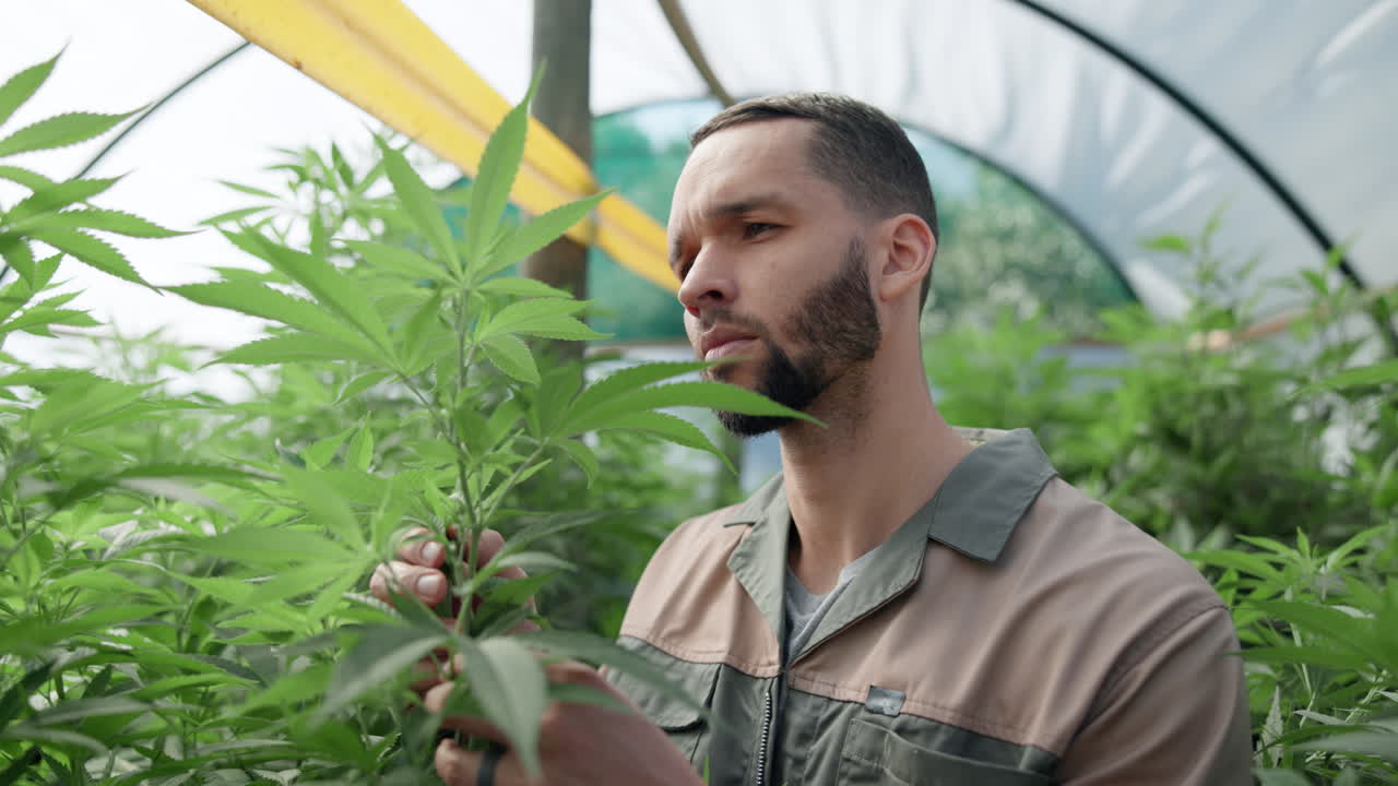 Man Inspecting Cannabis Plants in Greenhouse