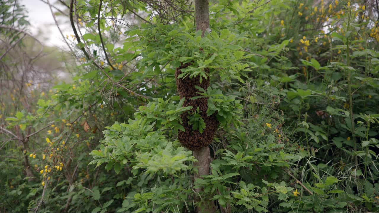 A bee cluster formed on the trunk of a tree, while a new queen is being born - swarming