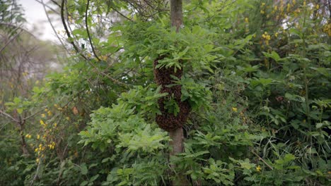 Un-Grupo-De-Abejas-Formado-En-El-Tronco-De-Un-árbol,-Mientras-Nace-Una-Nueva-Reina---Enjambre