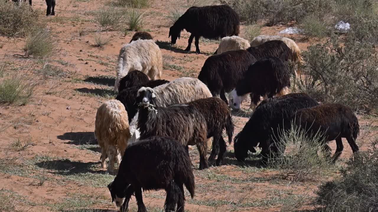 las ovejas najdi, originarias de la región de najd en la península arábiga, se ven comúnmente pastando en el desierto.