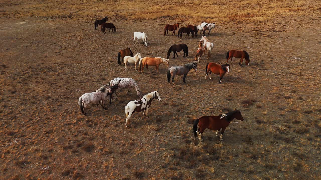 Wild Horses on the Plains