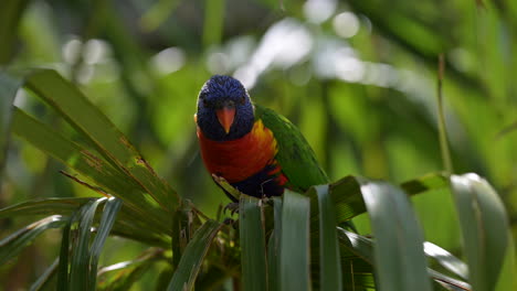 Rainbow-lorikeet--perched-in-palmtree,-looking-at-camera