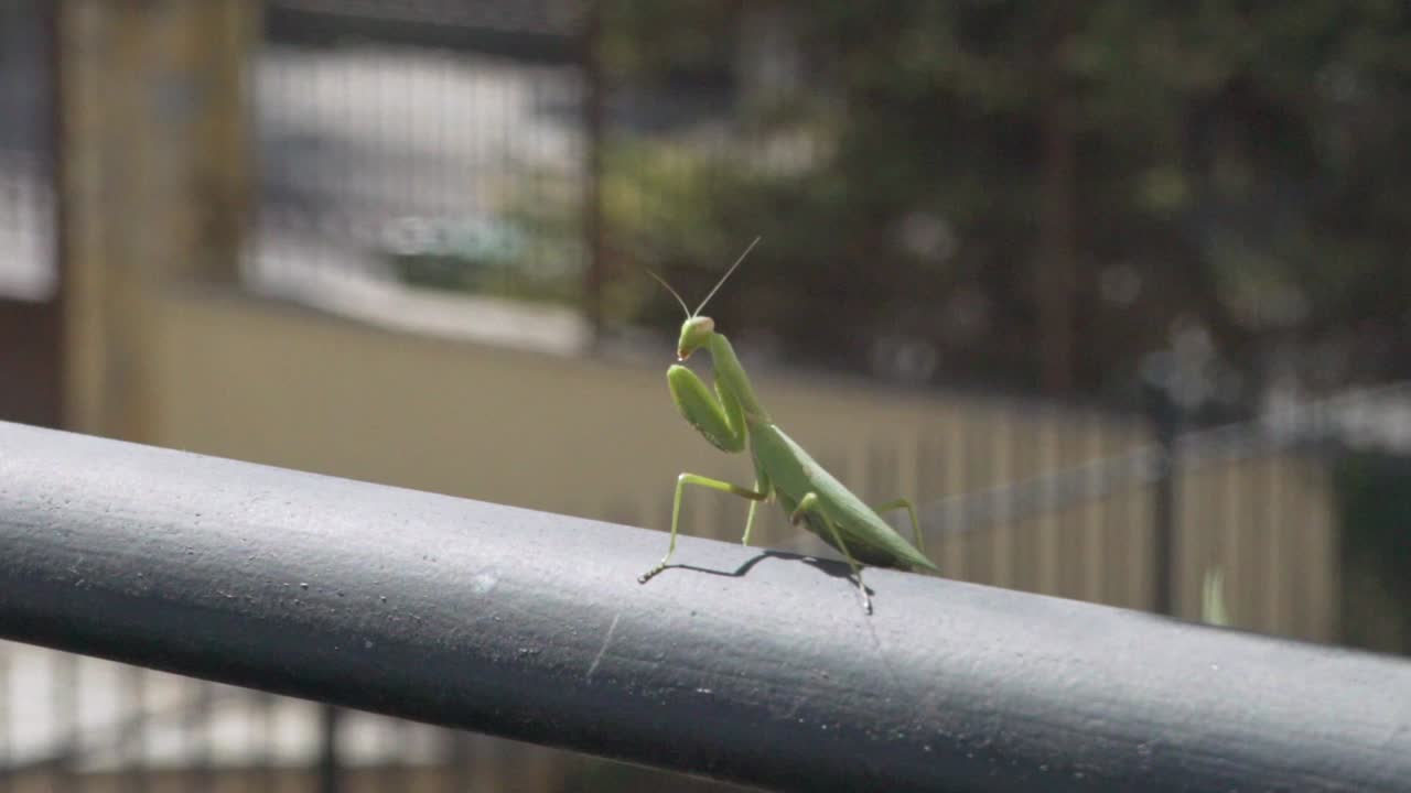 Riprese di una mantide religiosa verde seduta su una ringhiera metallica nera, con una recinzione sfocata sullo sfondo, 120fps.