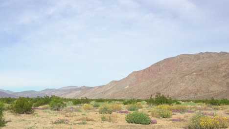 Clear-sunny-day-with-mountains-in-the-background-surrounded-by-flowers-and-shrubs-in-the-Anza-Borrego-Desert