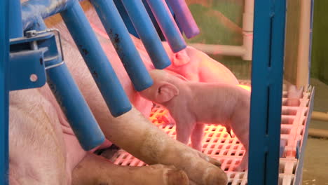 Entzückende-Ferkel,-Die-Fröhlich-Milch-Aus-Der-Zitze-Der-Mutter-Saugen,-Sau,-Die-Sich-Hinlegt,-Um-Babyschweine-Zu-Füttern----4k