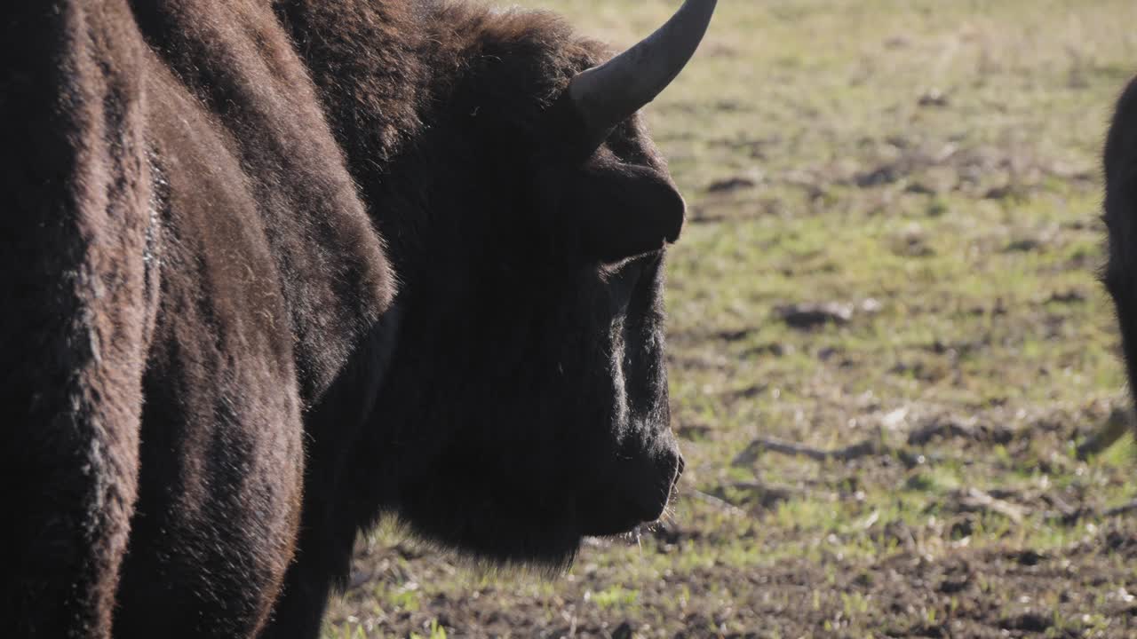 Side view close-up of a Żubroń under soft sunlight. The focus highlights the thick fur texture and horn profile, with a shallow depth of field and rural pasture background.