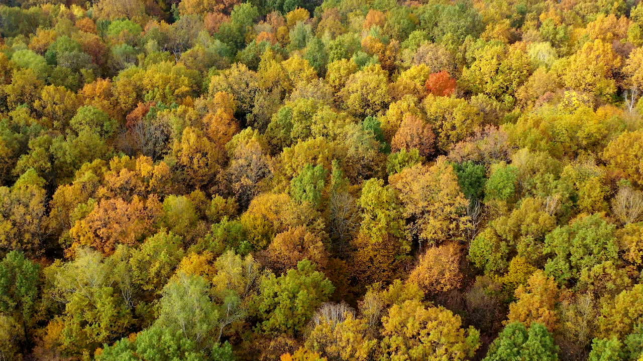 Beautiful autumn scenery. Flight over the forest in fall season. Road with moving cars inside the woodland. Aerial view.