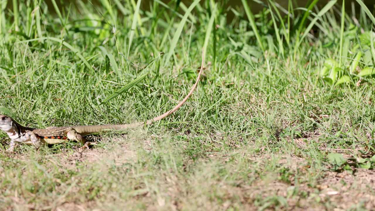 un lagarto corre rápidamente a través de la hierba verde.