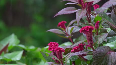 rain pouring on flowers and leaves on the right side of the frame, red cockscomb, celosia argentea