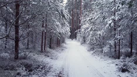 Pine-fir-forest-cycling-road-covered-with-snow-and-frost