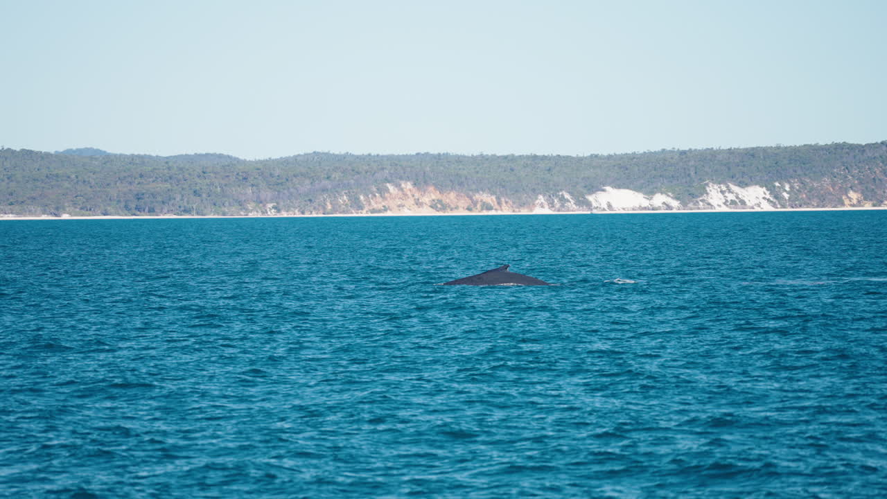 호주의 푸른 바다에서 떠오른 험팩 고래, 4k 슬로우 모션