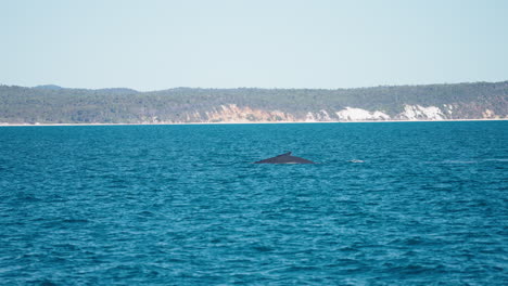 Humpack-Whale-Surfacing-Out-Of-Blue-Ocean-In-Australia,-4K-Slow-Motion