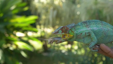 Chameleon-catching-a-grasshoper-with-a-long-tongue,-Madagaskar,-Nosy-Be,-Africa