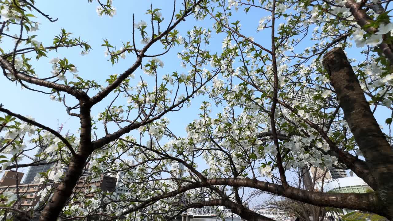 Cherry blossoms in full bloom in Tokyo against a clear blue sky, capturing spring's beauty