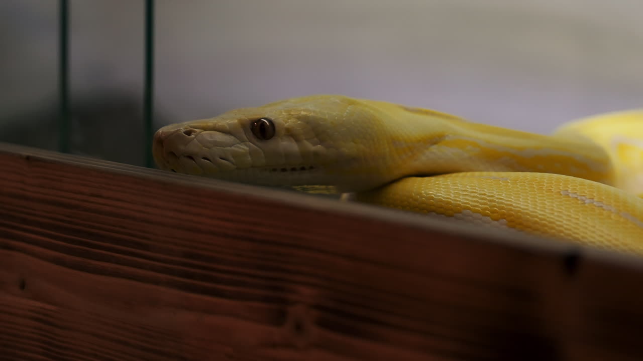 Yellow Snake Albino Lavender Reticulated Python Moves It's Head Outside the Cage