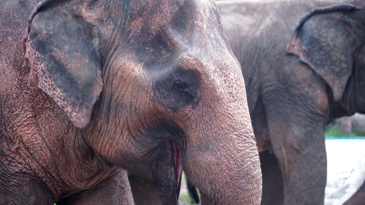 elefantes asiáticos comiendo hojas en el santuario de elefantes, troncos oscilantes