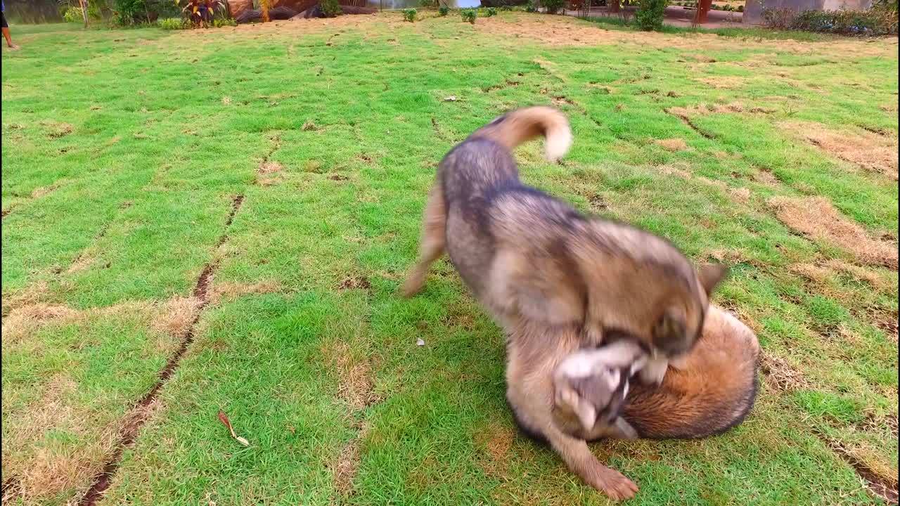 풀 에서 놀고 있는 개