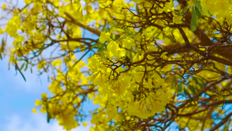 las flores amarillas del árbol kibrahacha balanceándose a lo largo de los vientos bajo el cielo azul brillante en curacao - primer plano