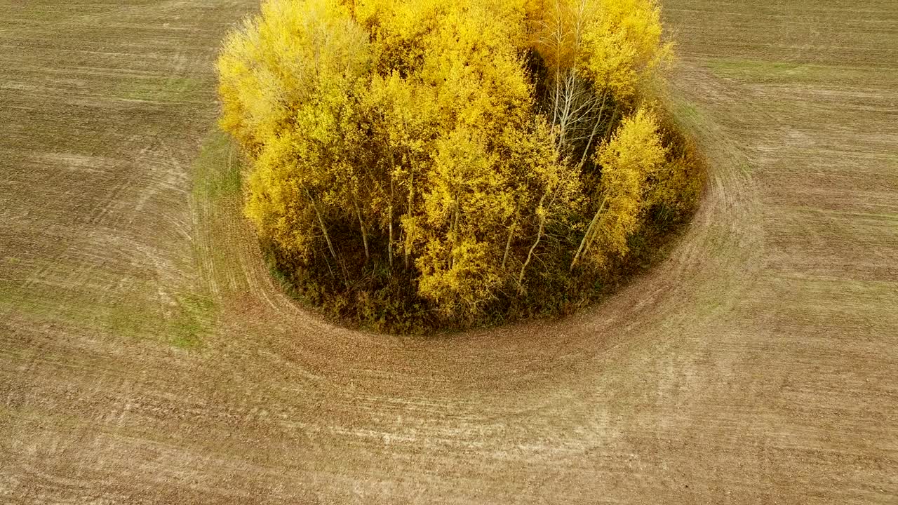 4k 공중. 농업 에 노란색 나무