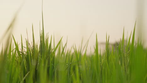 Beautiful-Paddy-field-grass-whirling-in-morning-waft