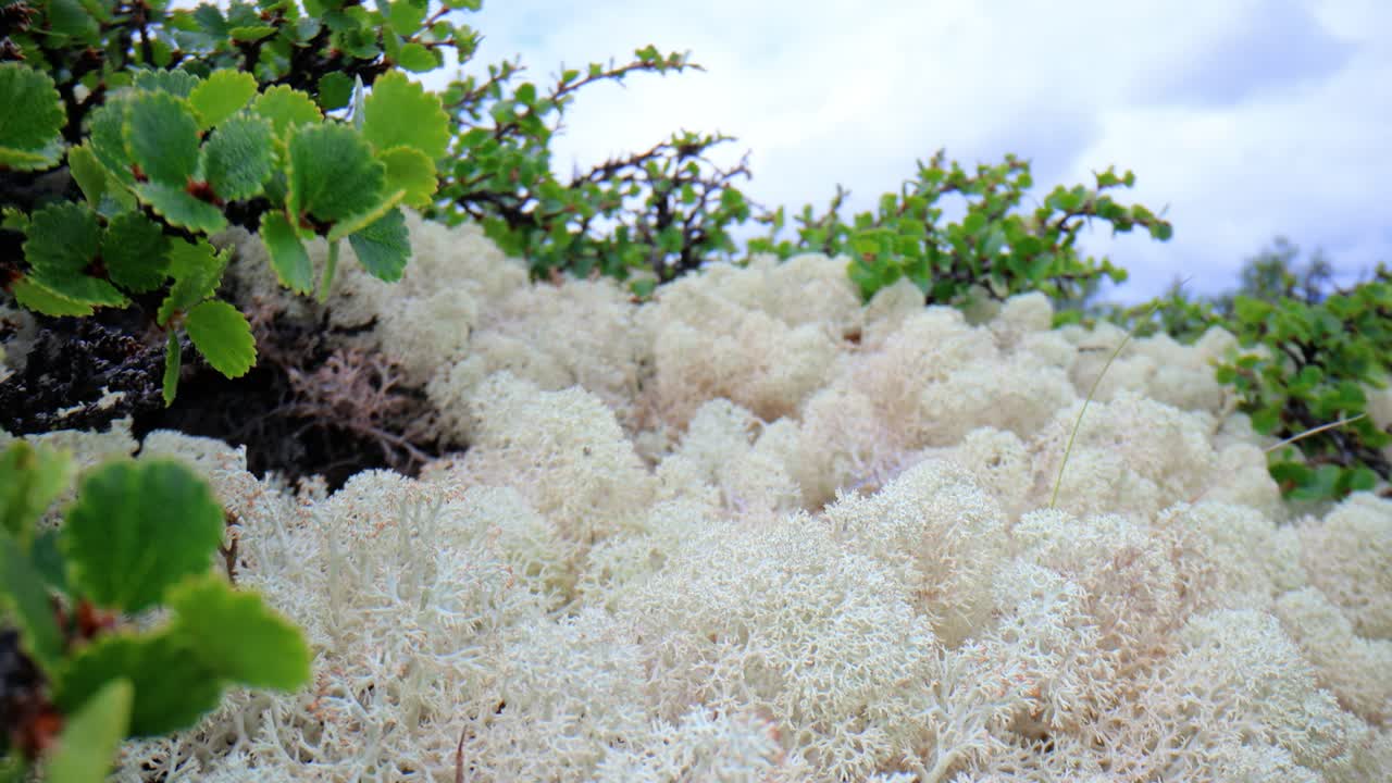 Close-up view of a lichen plant