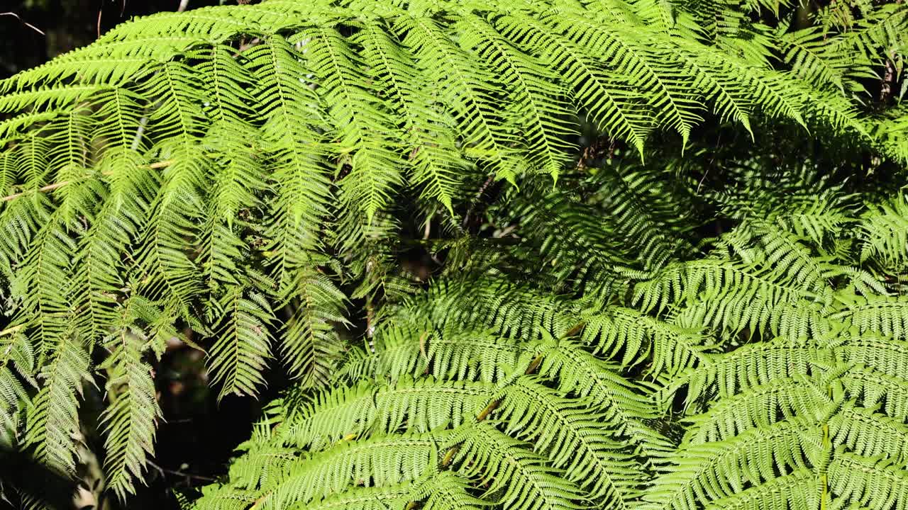 Vibrant green ferns gently sway in natural light, creating a serene forest atmosphere