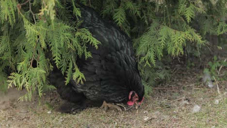 chicken in the yard near tree. black chicken in village