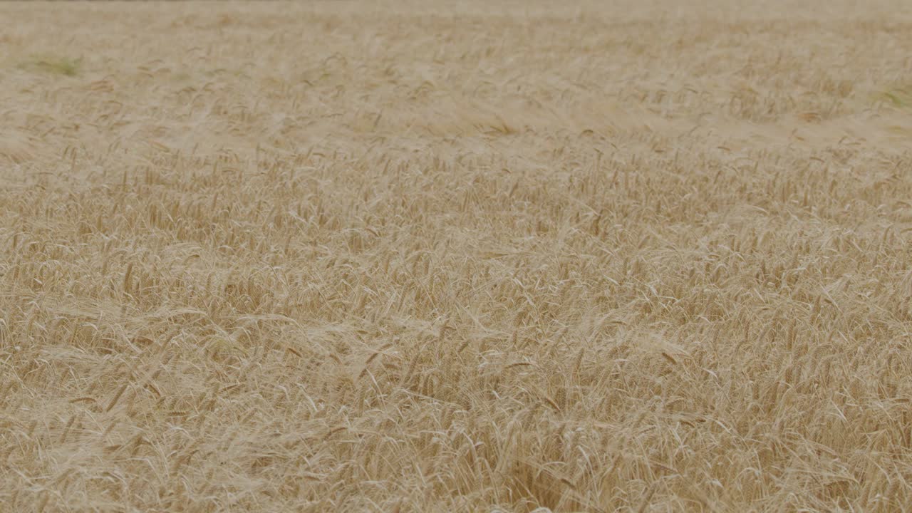 Wide shot of a mature wheat field in the highlands, gently moving in the wind under soft natural daylight. Subtle camera movement enhances tranquil rural atmosphere
