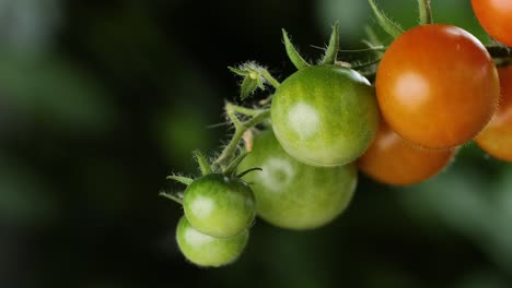 tomates cherry verdes y rojos cuelgan de un arbusto de tomate y se mueven suavemente con el viento