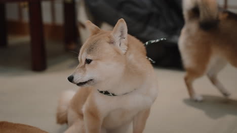 Traurige-Mame-Shiba-Inu-Mit-Kopftuch,-Die-Sich-In-Einem-Hundecafé-In-Kyoto,-Japan,-Umsieht-Und-Weggeht