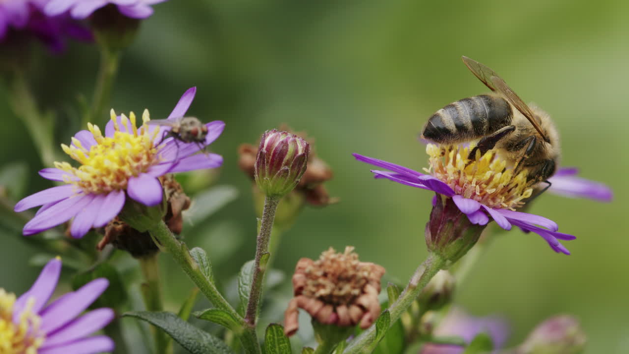 sobre las flores en la naturaleza, la macro vida silvestre de las abejas