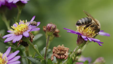 bee on flower in nature, macro wildlife