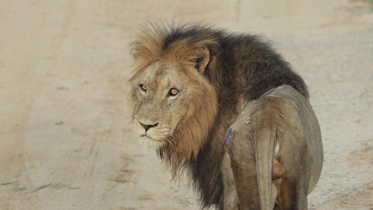 Lev samec ohlížející se přes levé rameno, zatímco stojí na prašné cestě, Národní park Kruger.