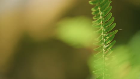 nature's close-up: unedited footage of a perfect fern in the gentle sunset light