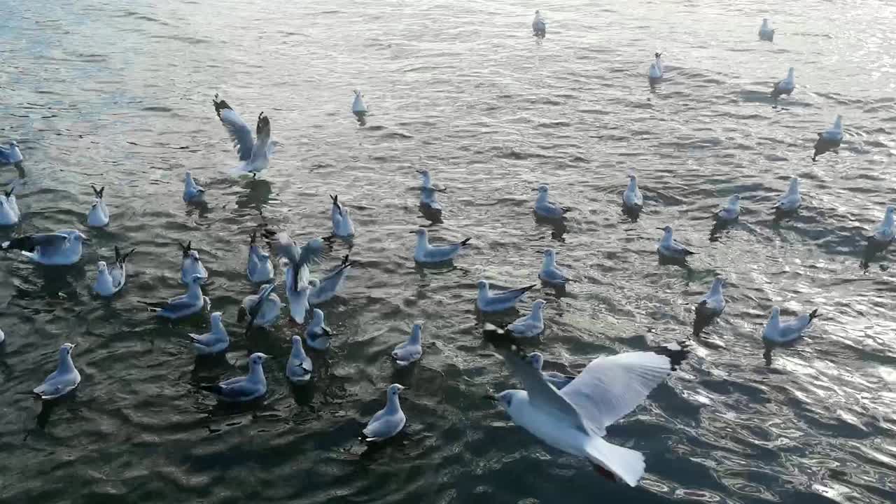 태국 사무트 프라칸의 방푸에서 바다에 떠다니는 해파리.