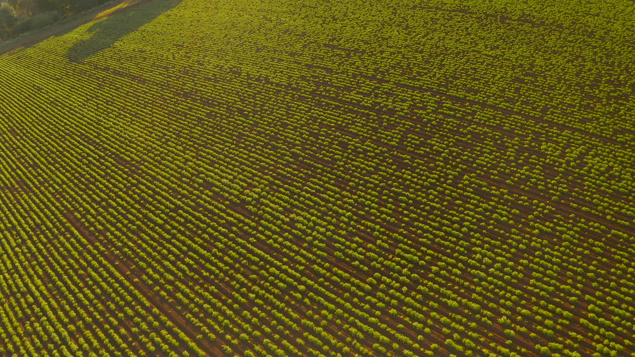 Aerial view smoothly moving forward, revealing a lush vineyard