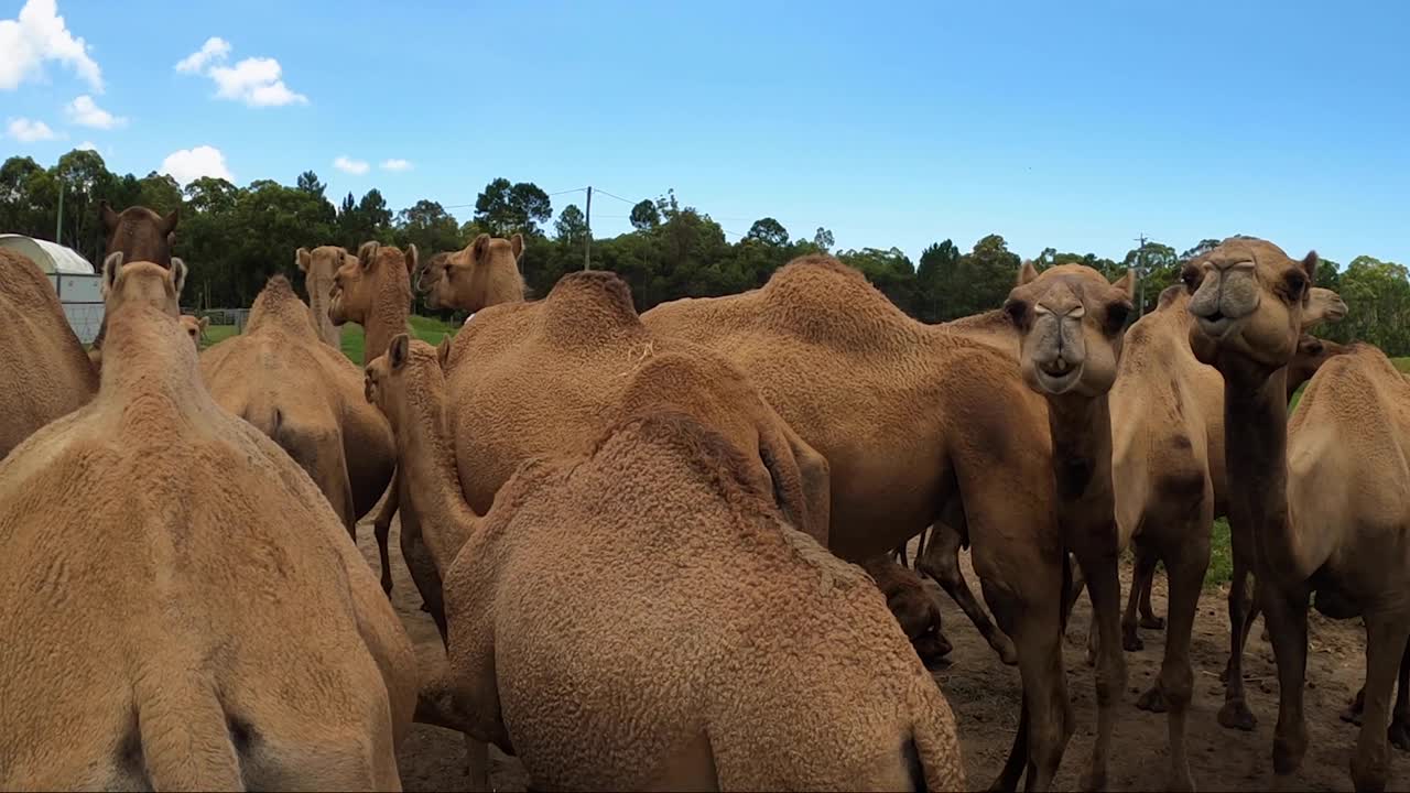 entre una gran manada de camellos en una granja