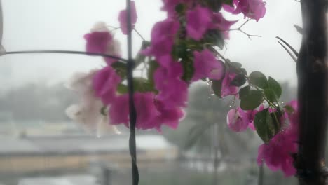 purple flowers swing in the wind during the rain. a shot through the muddy glass. melancholy concept. 4k