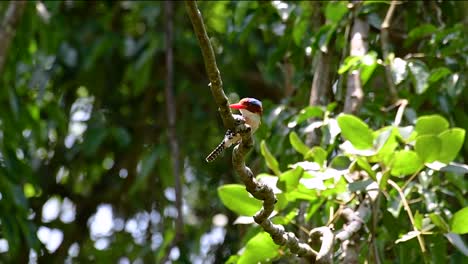 un martín pescador de árboles y una de las aves más hermosas que se encuentran en tailandia dentro de las selvas tropicales