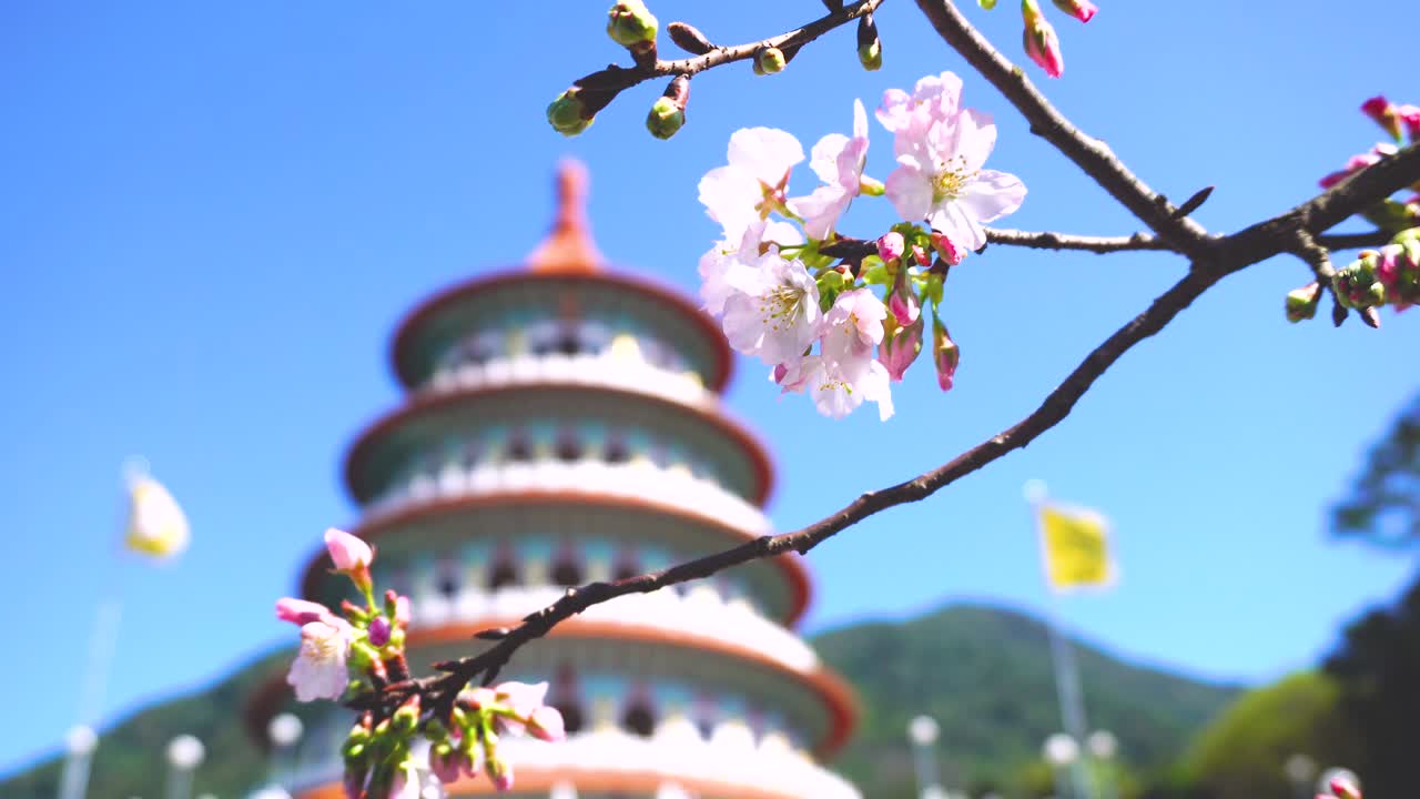 Hoa anh đào Sakura tại chùa Thiên Nguyên, Đài Loan