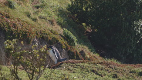 Yellow-eyed-Penguin-Walking-In-Its-Natural-Habitat-In-Katiki-Point,-New-Zealand---wide