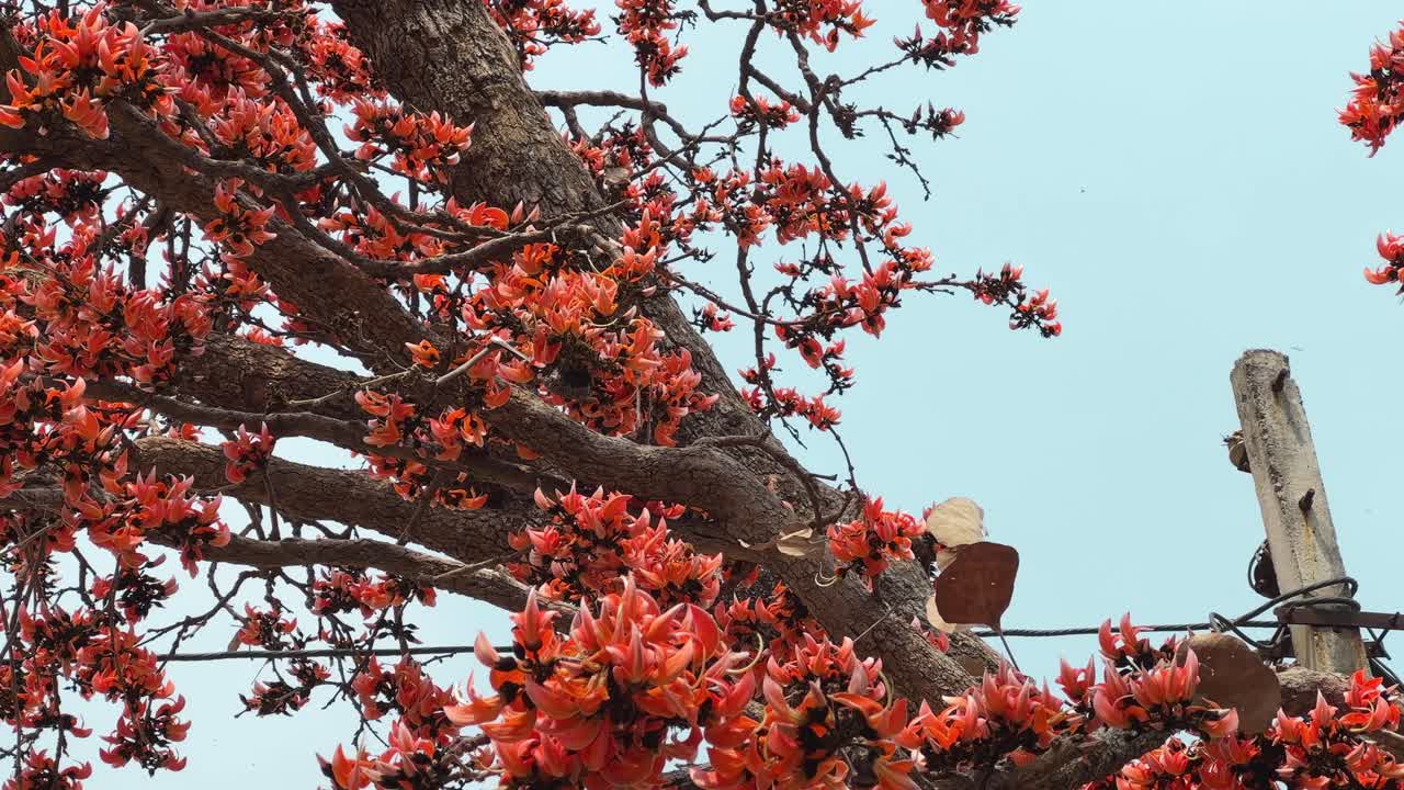 A bird is looking for bugs or nector in the Bright red flower of tree called flame of the forest, Bengal kino, dhak or palash