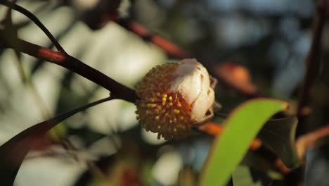 Hakea-Laurina-Pin-Cojín-Planta-Brote-Amarillo,-Plano-Medio,-Día-Soleado-Maffra,-Victoria,-Australia