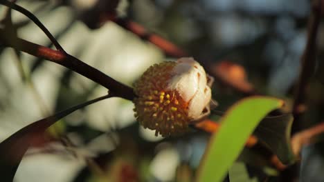 hakea laurina alfiletero planta brotes amarillos, plano medio, maffra diurno soleado, victoria, australia